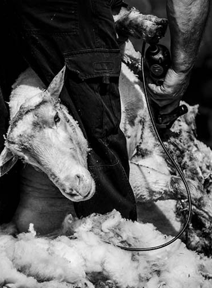 Shearing Sheds