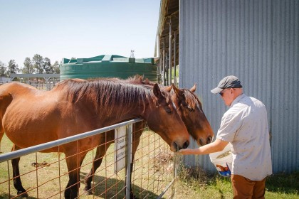 Equine Sheds Image 1