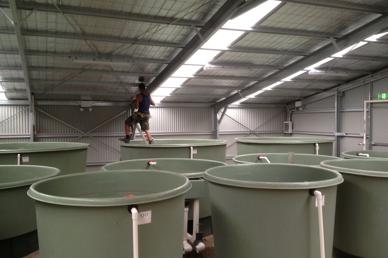 Commercial Factory shed custom designed to suit your requirements